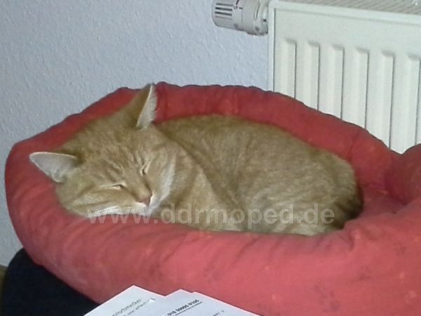 Angefgtes Bild