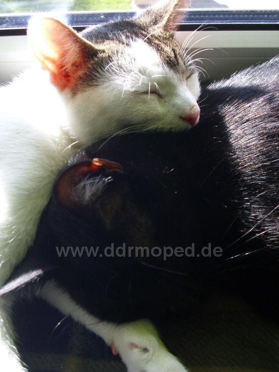 Angefgtes Bild