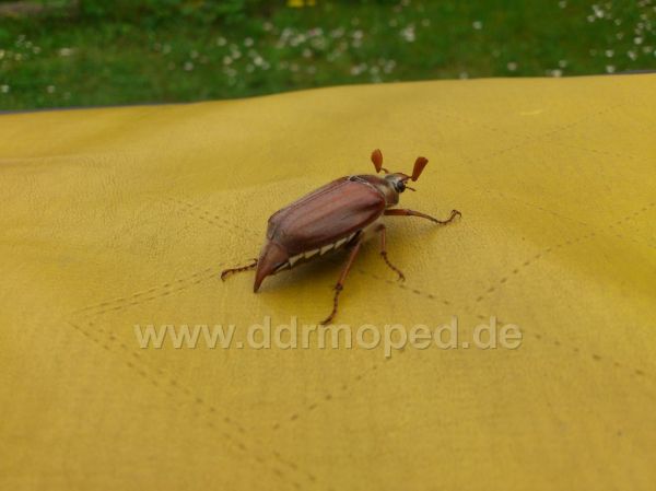 Angefgtes Bild