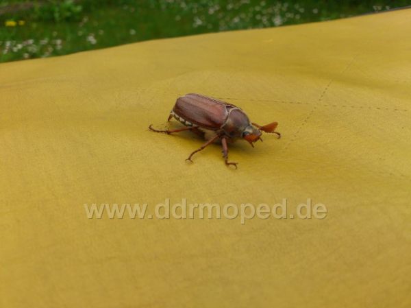 Angefgtes Bild