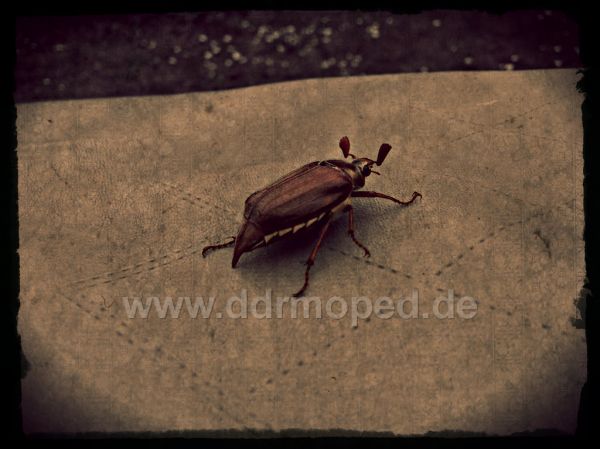 Angefgtes Bild
