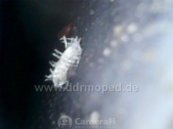 Angefgtes Bild