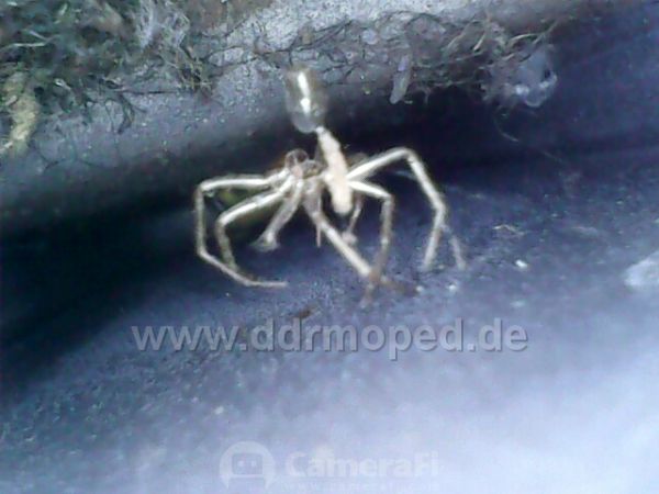 Angefgtes Bild