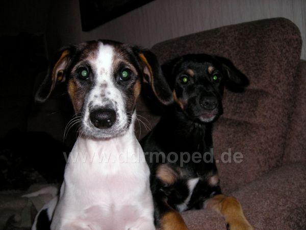 Angefügtes Bild