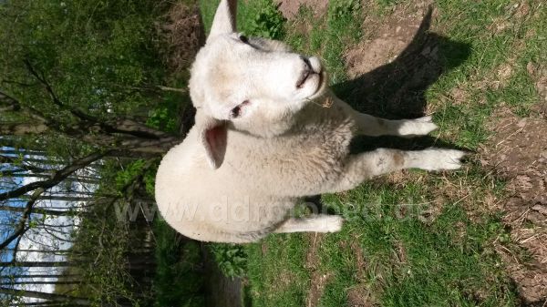 Angefügtes Bild